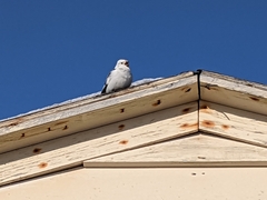 Plectrophenax nivalis