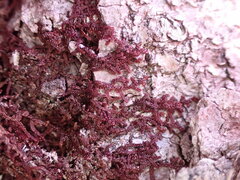 Frullania nisquallensis