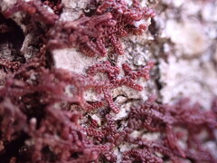 Frullania nisquallensis