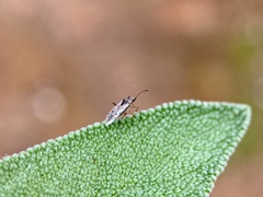 Nysius