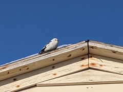 Plectrophenax nivalis