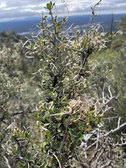 Cercocarpus
