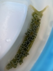 Elysia crispata