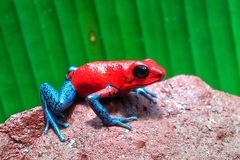 Oophaga pumilio