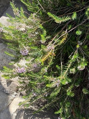 Erica vagans