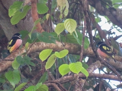 Eurylaimus ochromalus