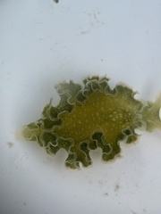 Elysia crispata