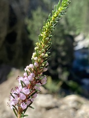 Erica vagans