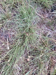 Fimbristylis