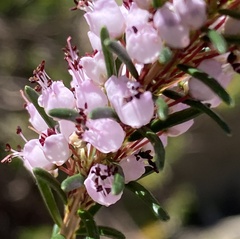 Erica vagans