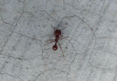 Pogonomyrmex barbatus