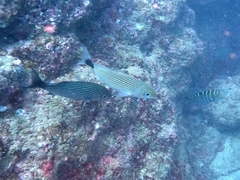 Haemulon maculicauda