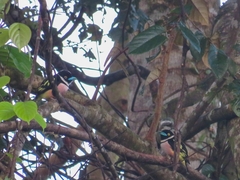 Eurylaimus ochromalus