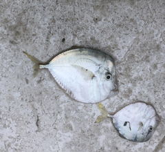 Selene setapinnis