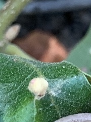 Atrusca clavuloides