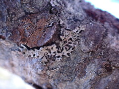Hypogymnia hultenii