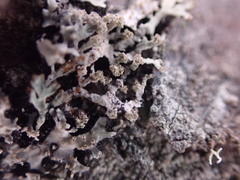 Hypogymnia hultenii