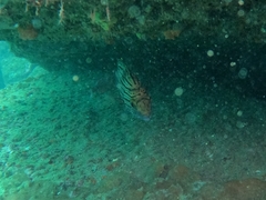 Pareques fuscovittatus