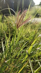 Chloris
