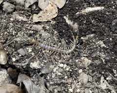 Hemiscolopendra marginata