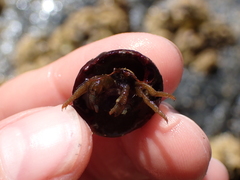 Pagurus granosimanus