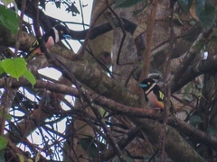 Eurylaimus ochromalus