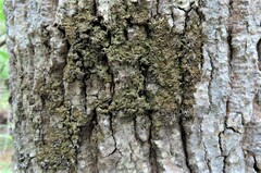 Ricasolia quercizans