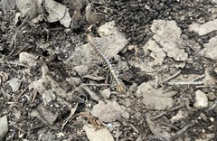 Hemiscolopendra marginata