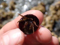 Pagurus granosimanus