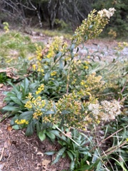 Solidago puberula