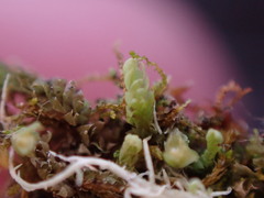 Douinia ovata