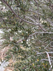 Cercocarpus