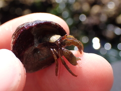 Pagurus granosimanus