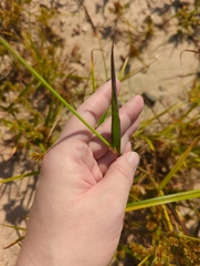 Echinochloa walteri