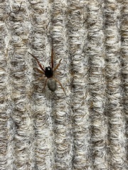 Trachelas tranquillus