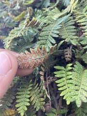 Pleopeltis minima