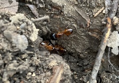 Camponotus sansabeanus