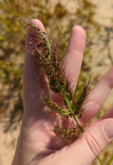 Echinochloa walteri