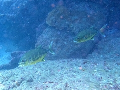 Caranx caninus