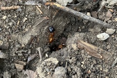 Camponotus sansabeanus