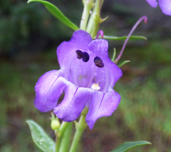 Penstemon deaveri