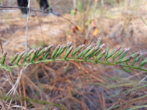 Image of Liatris pauciflora by (c) Athena Philips, some rights reserved (CC BY)