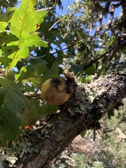 Andricus quercuscalifornicus