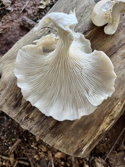 Pleurotus populinus
