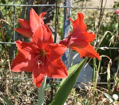 Hippeastrum reginae