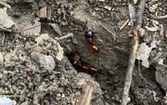 Camponotus sansabeanus