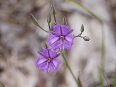 Thysanotus thyrsoideus