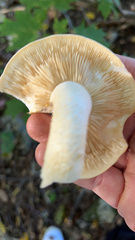 Pleurotus populinus