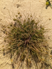 Eleocharis geniculata