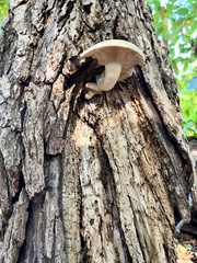 Pleurotus populinus